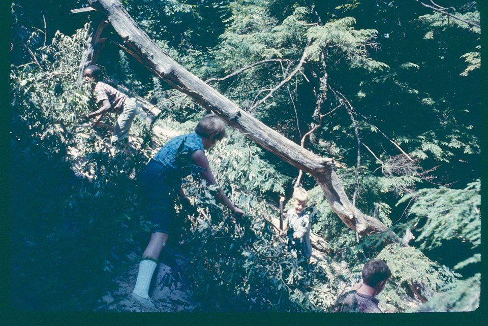 Juniors 1966 clearing trees